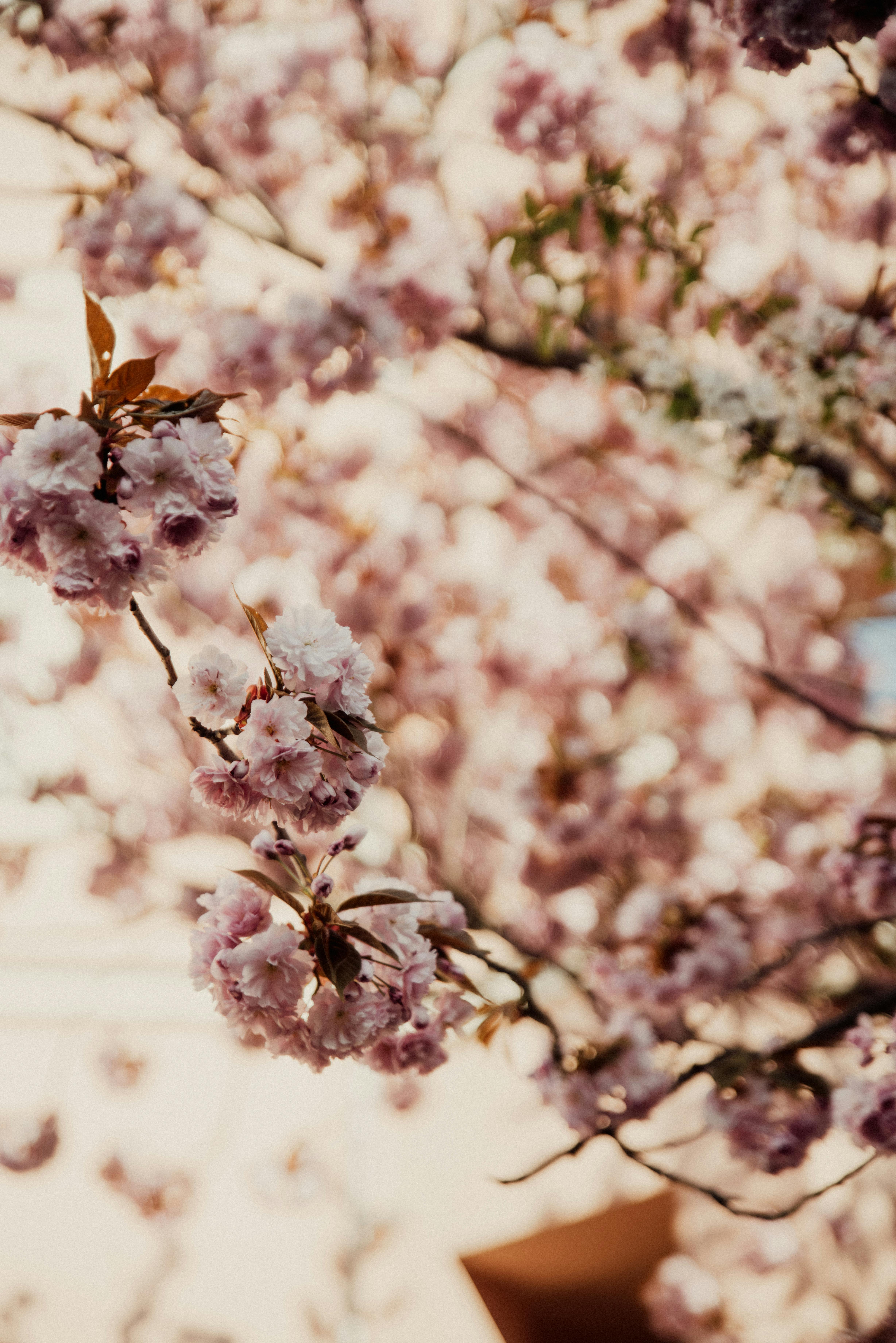 Beautiful cherry blossoms in bloom against a soft blur background, captured in Erfurt, Germany.