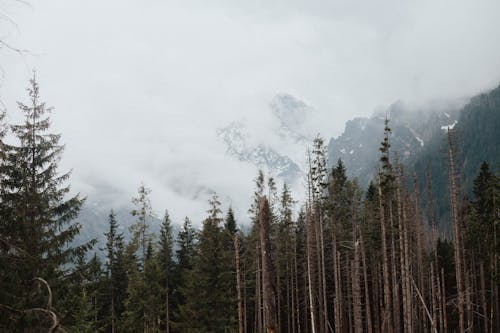 Free Green Pine Trees Near Mountain on a Foggy Day Stock Photo