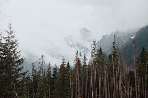 Green Pine Trees Near Mountain on a Foggy Day