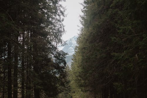 Бесплатное стоковое фото с вечнозеленый, горы, деревья