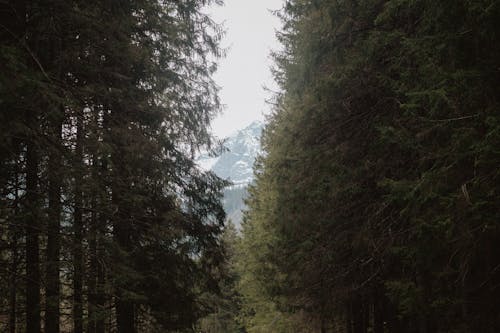 Immagine gratuita di alberi, boschi, conifere