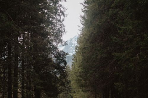 Free A tranquil forest scene with towering evergreens framing a distant snowcapped mountain. Stock Photo