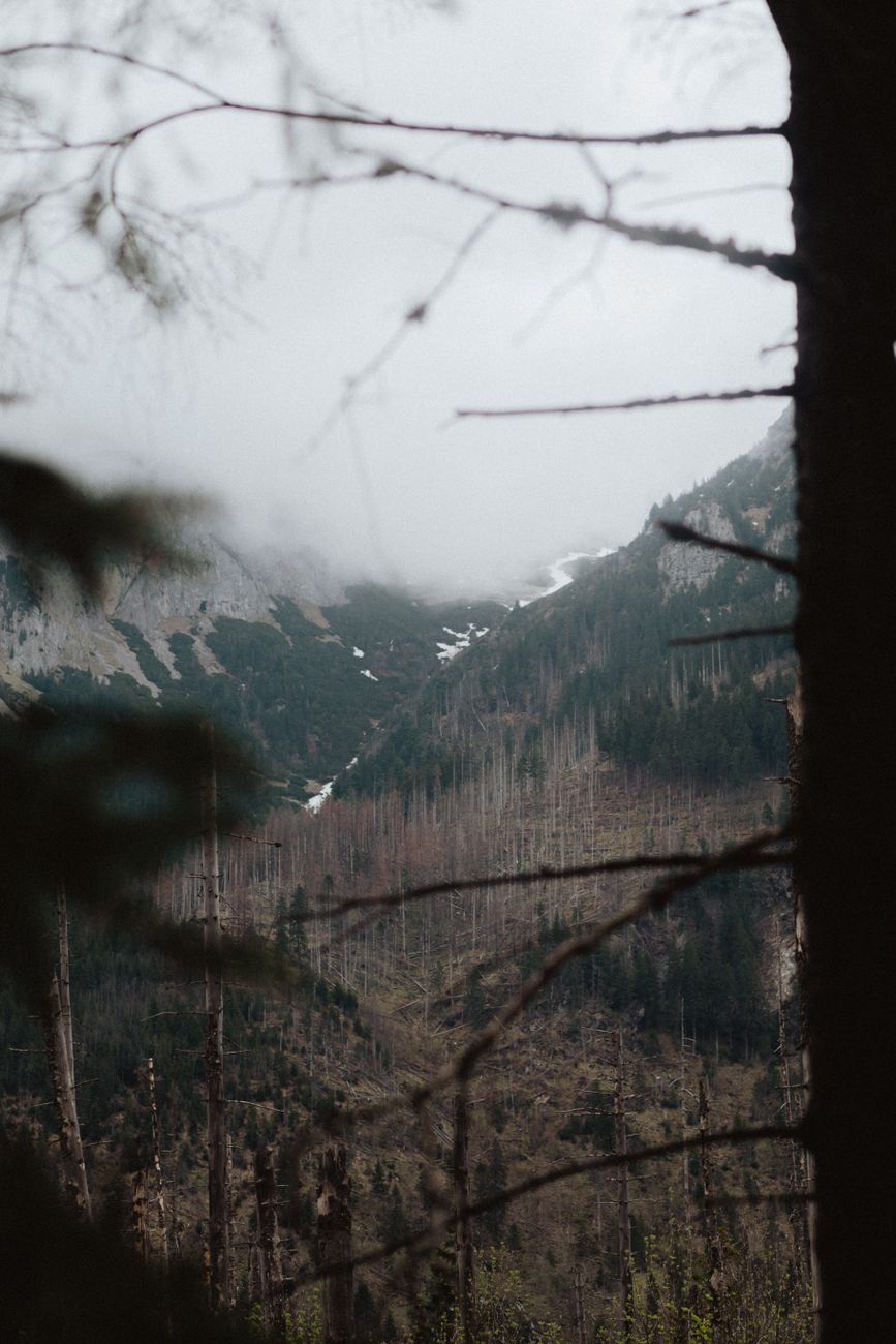 Explore the serene misty mountain view framed by lush trees and ethereal fog.
