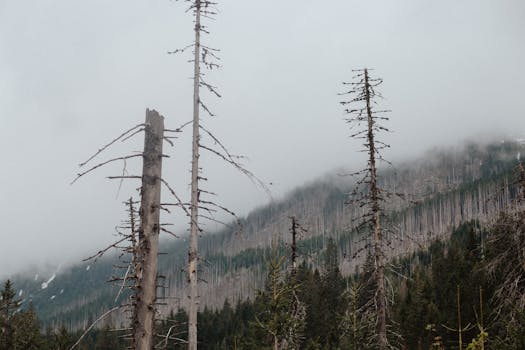 A moody forest landscape featuring bare trees shrouded in fog, creating an ethereal atmosphere.