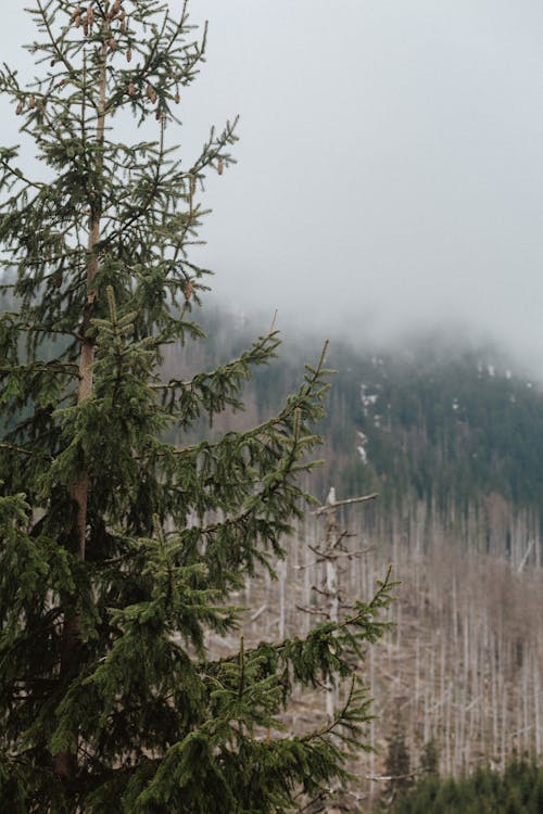 Green Pine Tree during Foggy Weather