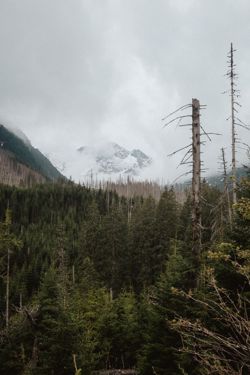 Majestic snow-covered mountains surrounded by lush green forest and bare trees.