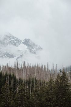 Scenic view of snowy mountain peaks enveloped in mist above a dense forest.