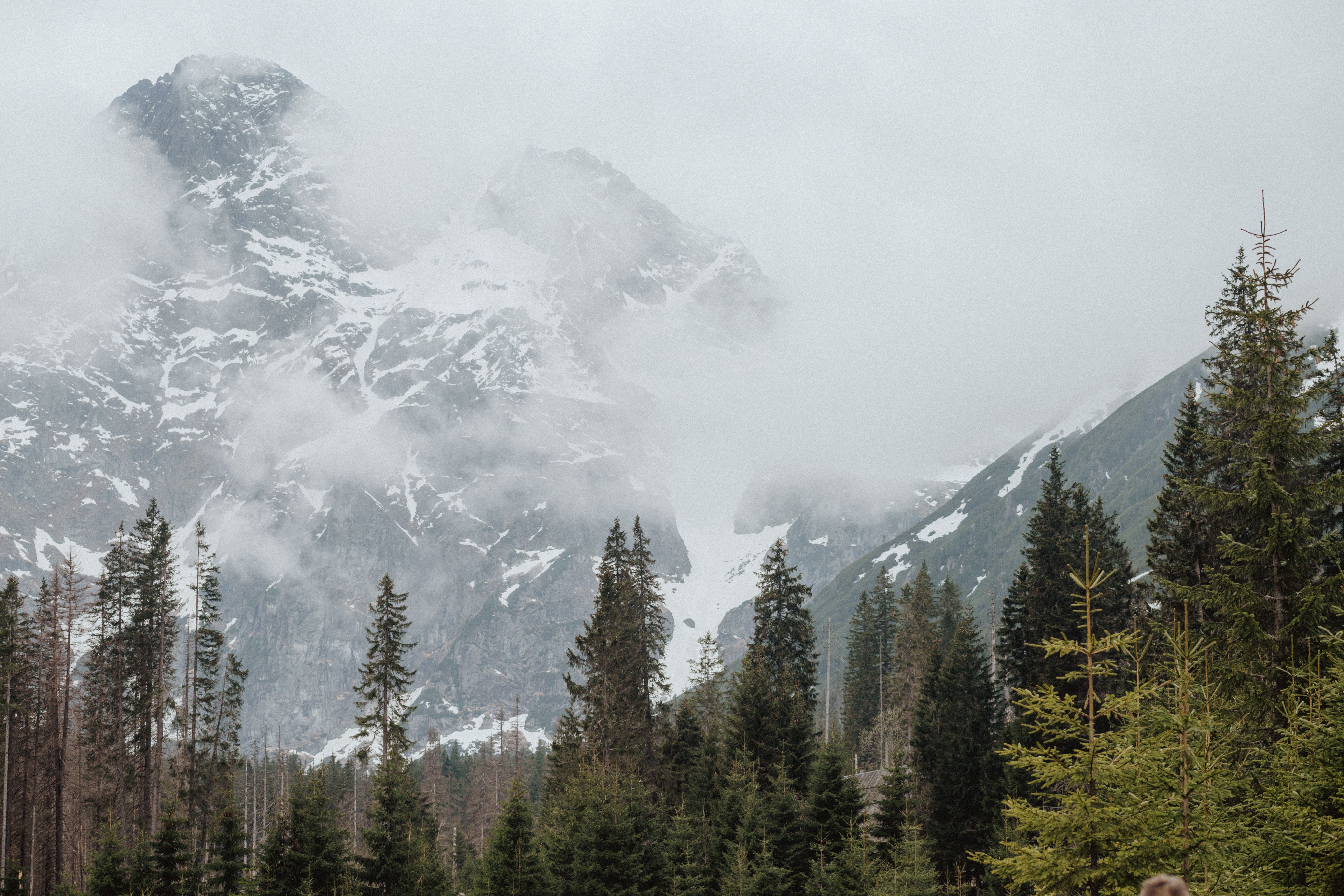 Green Pine Trees Near Snow Covered Mountain · Free Stock Photo
