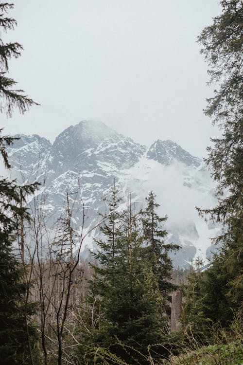 Pine Trees Near Snow Covered Mountain