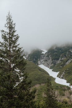 Enchanting alpine scene of fog, snow, and evergreen trees in a serene mountainous setting.