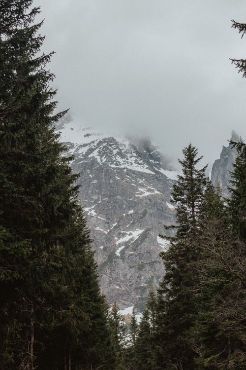 Free A misty winter mountain peak surrounded by dense evergreen forest, capturing nature's serene beauty. Stock Photo