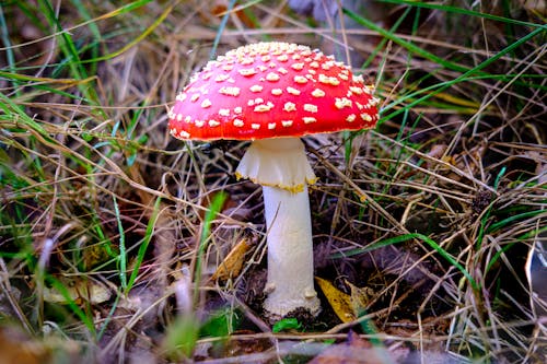 Red Mushroom in Close Up Photography
