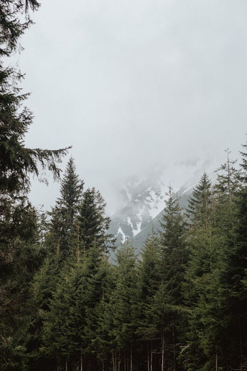 Free A Cloudy Day in the Woods Stock Photo