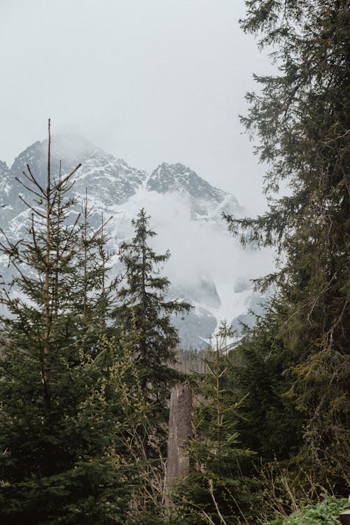 Free A Cloudy Day in the Woods Stock Photo