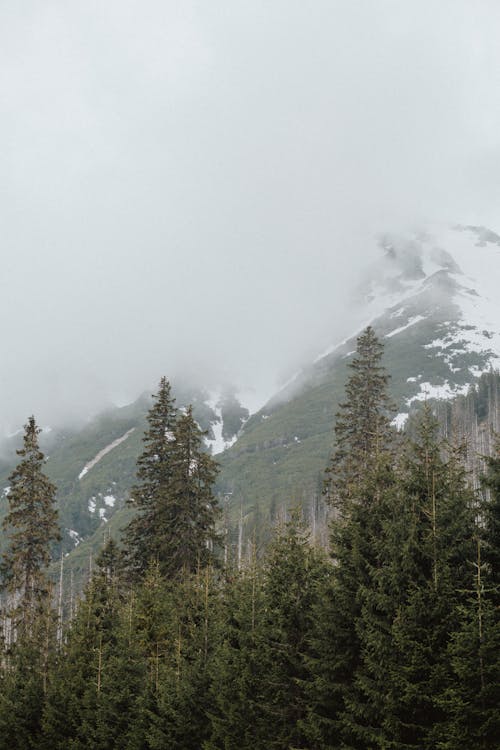 Green Pine Trees Beside a Mountain with Snow