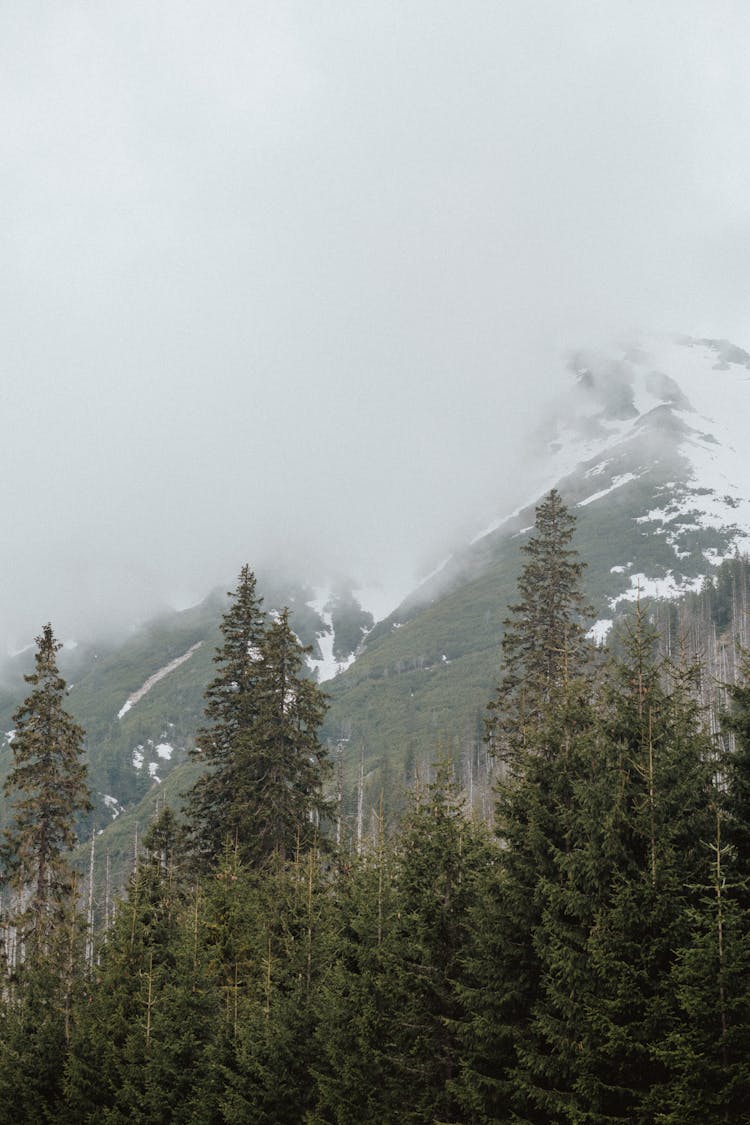 Green Pine Trees Beside A Mountain With Snow