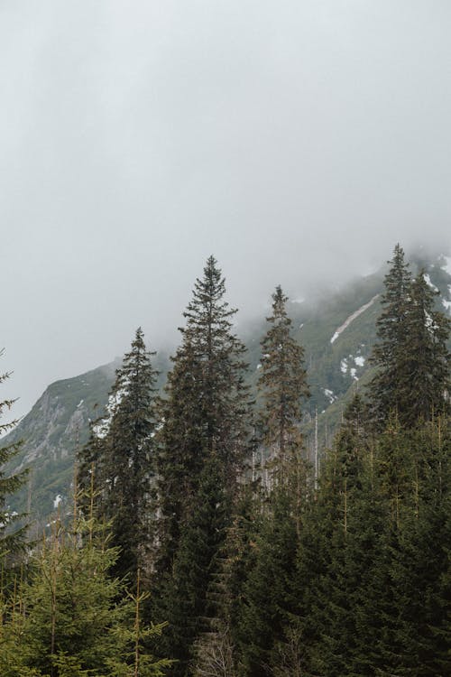 Free A Cloudy Day in the Woods Stock Photo