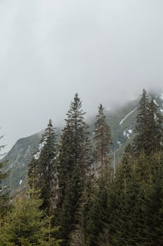 A scenic view of a misty mountain landscape with tall evergreen trees under a cloudy sky.