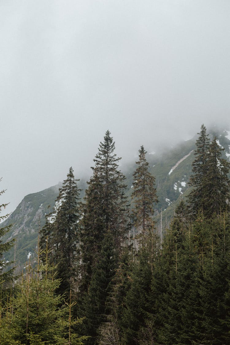 A Cloudy Day In The Woods