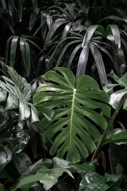 Close-up of a vibrant Monstera leaf in a lush tropical jungle, showcasing exotic green foliage.