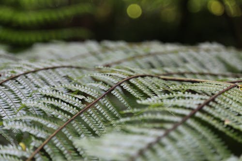 Close-up of Green Fern Leaves