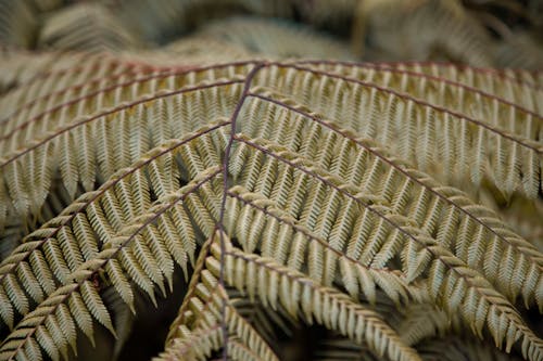 Fern leaves in Close Up Photography
