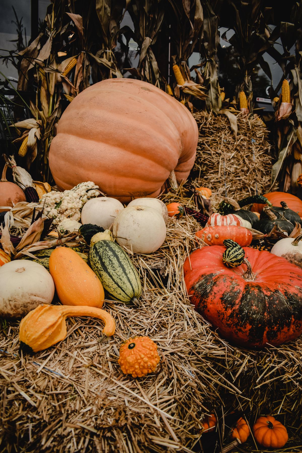 Oversized pumpkin displayed as a single statement piece