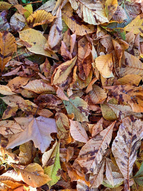 Free stock photo of autumn atmosphere, autumn color, autumn leaves Stock Photo