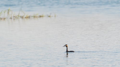 Side view of graceful Podiceps cristatus bird swimming in rippling lake water on sunny day