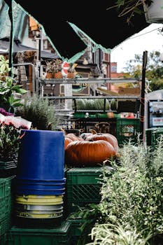 Lively outdoor market scene in Toronto featuring pumpkins, plants, and crates under an open canopy.