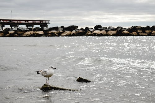 bezplatná Základová fotografie zdarma na téma fotografie ptáků, kámen, moře Základová fotografie