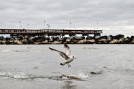 White Bird Flying over the Sea