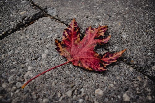 Free Red Maple Leaf on Gray Stone Pavement Stock Photo