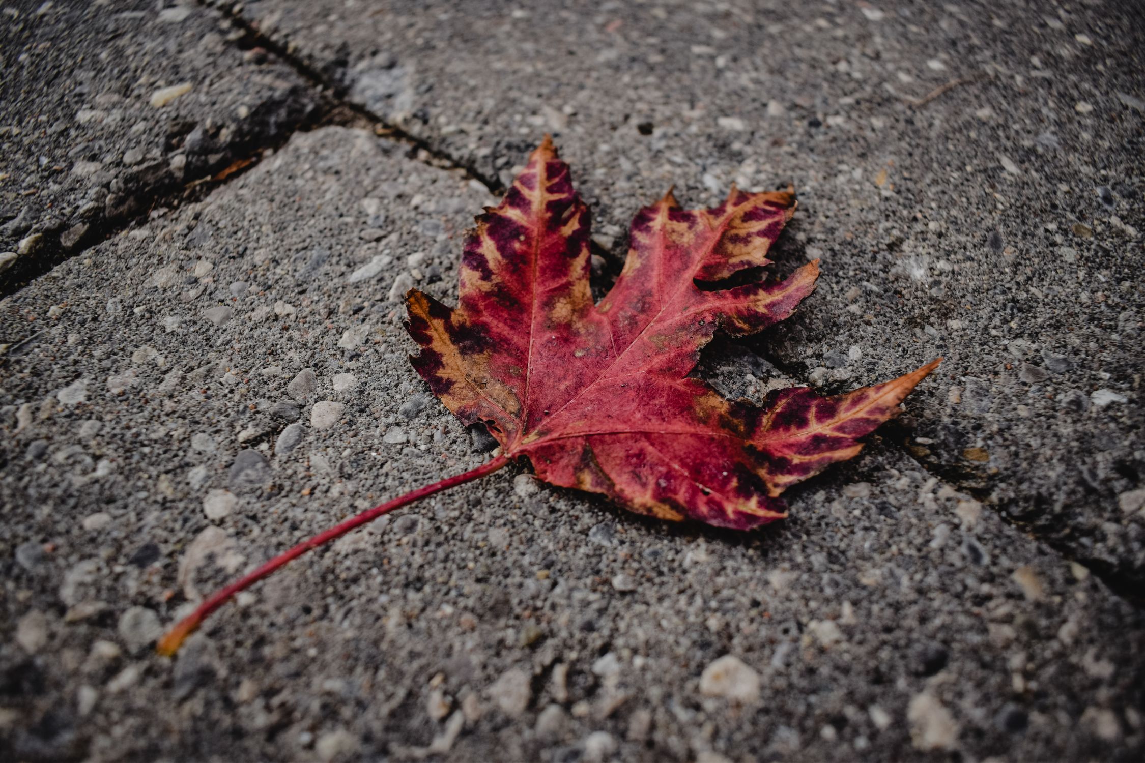 Red Maple Leaf on Gray Stone Pavement · Free Stock Photo