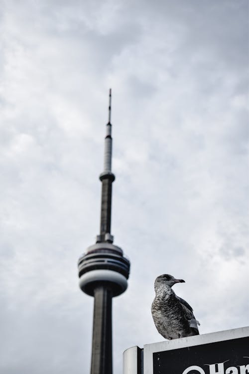 Imagine de stoc gratuită din animale sălbatice, aviar, CN Tower