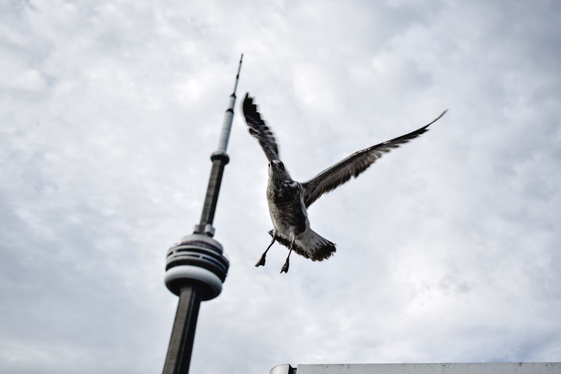 Bird Flying Near a Tower