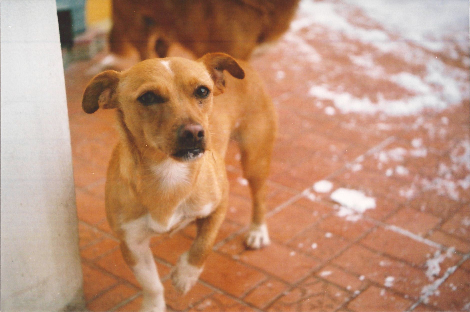 A brown dog stands on a snowy brick path, capturing a moment of curious attention.