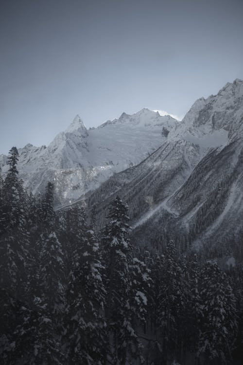 Snowy trees in mountainous area