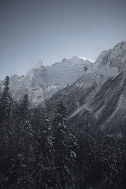 Tall coniferous trees with hoarfrost growing among rocky cliffs covered with snow against cloudless sky on winter day in highlands