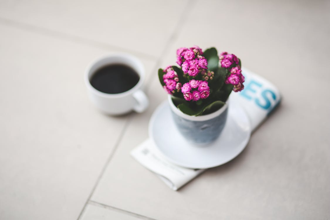 Fotobanka s bezplatnými fotkami na tému dekoratívna rastlina, kalanchoe, káva