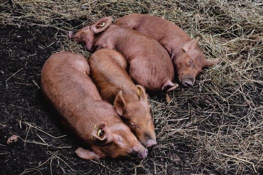 Hog Maws