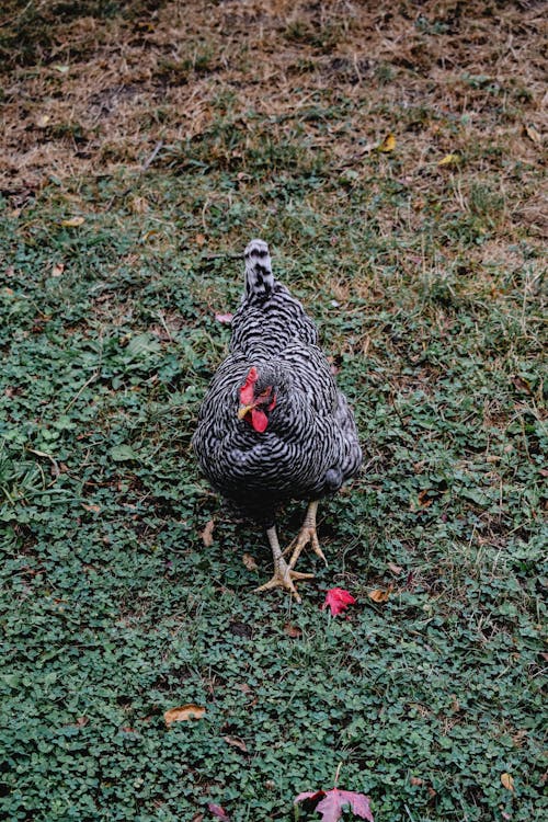 Ücretsiz Yeşil çim Sahada Siyah Beyaz Tavuk Stok Fotoğraflar