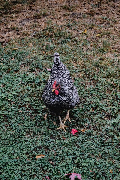 A Plymouth Rock Chicken Walking on Grass · Free Stock Photo
