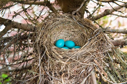 A Close-Up shot of Eggs on a Nest