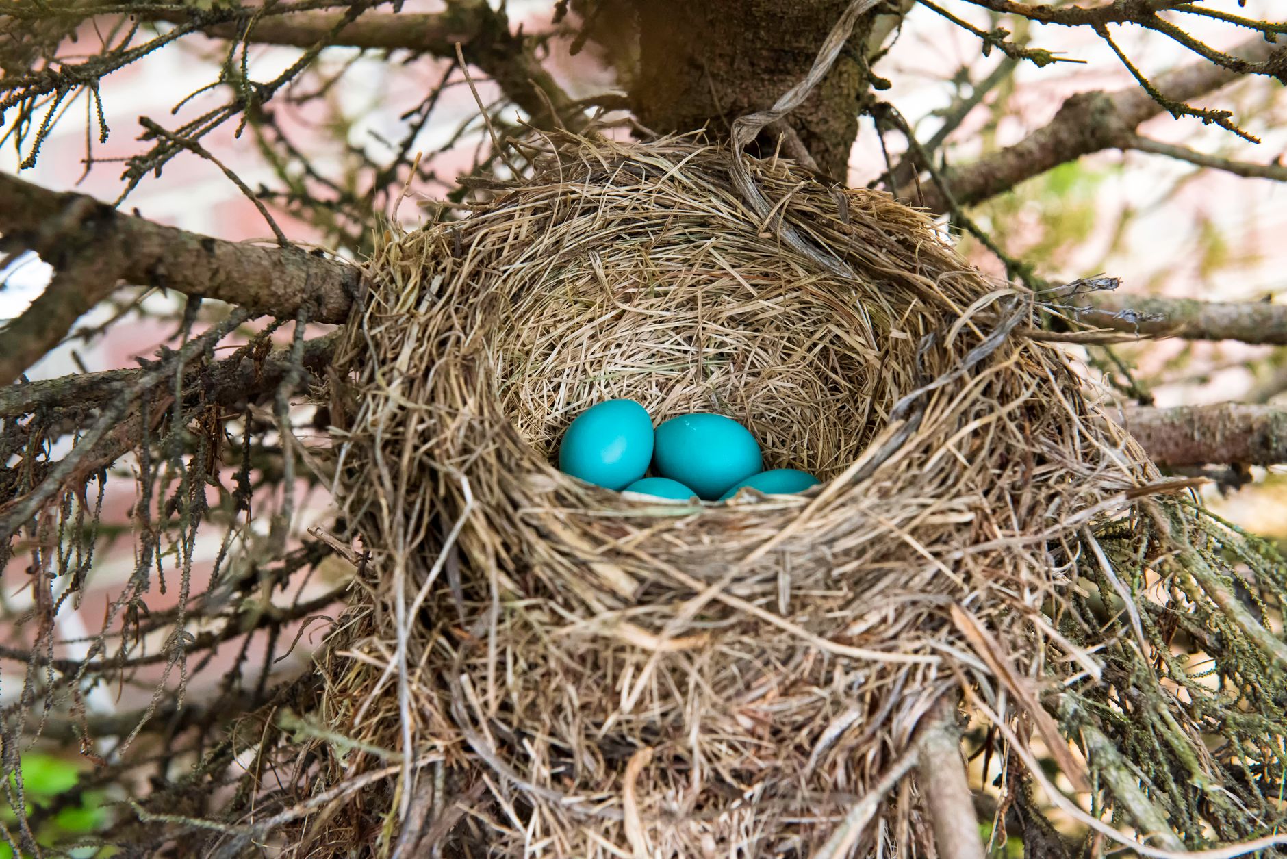 Chocolate Bird's Nests for Easter chocolate bird's nests with eggs