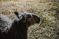 A tranquil sheep lying on straw bedding in a barn, illuminated softly.