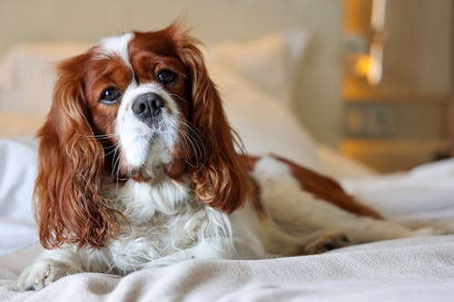 Kostnadsfri bild av Cavalier King Charles Spaniel, däggdjur, djur