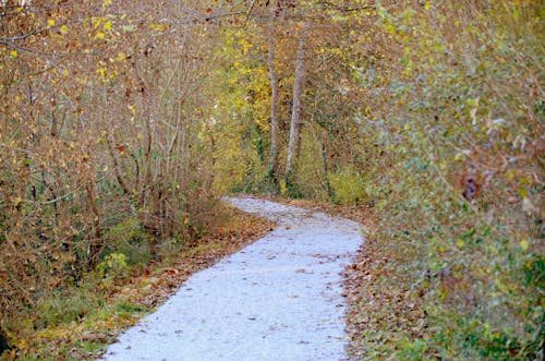 An Unpaved Pathway in a Forest