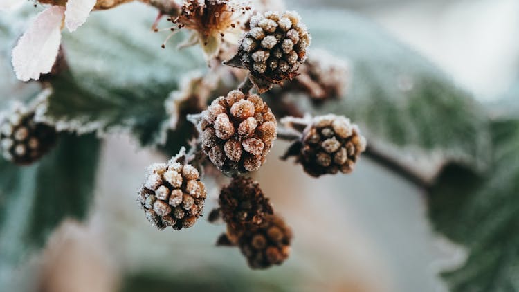 Brown Pine Cones With Snow