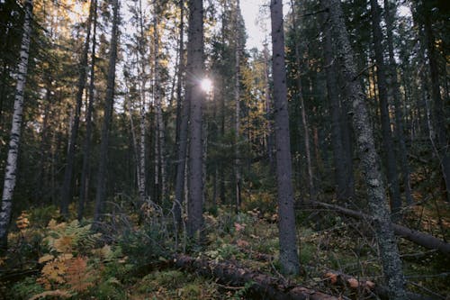 Foto d'estoc gratuïta de a l'aire lliure, alba, arbre